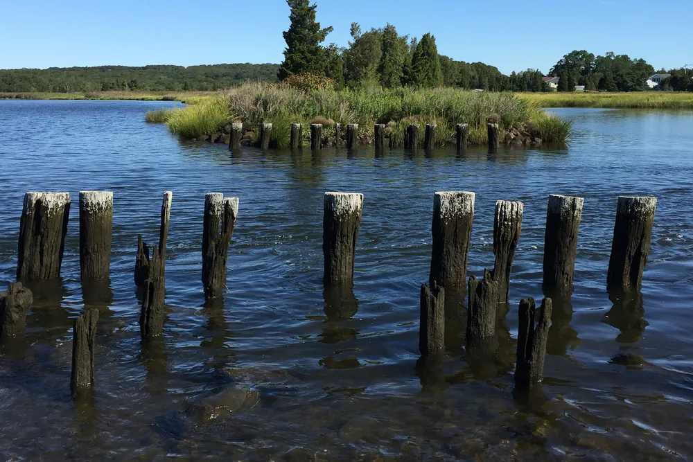Old wooden pilings in the calm water of Broad Cove in Somerset, with a small marsh island and trees